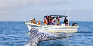 Turista estadounidense de 72 años muere tras choque de embarcación con ballena en Puerto Vallarta