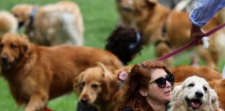 Encuentro peludo: 2 mil 400 golden retrievers se reúnen en Argentina y rompen récord mundial de más perros de esta raza en un mismo sitio