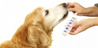 Científicos desarrollan pastillas para retrasar el envejecimiento en perros