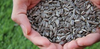 Semillas de girasol: quiénes deben evitarlas y por qué pueden representar un riesgo
