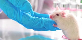 Científicos españoles logran eliminar cáncer de páncreas más agresivo en ratones