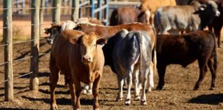 Registran más de 100 casos de gusano barrenador del ganado en México durante la segunda semana de 2026: Senasica