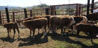 Suman 7 casos de gusano barrenador en Edomex: Agricultura