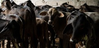 Confirma Senasica primer caso de gusano barrenador del ganado en Michoacán