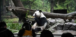 Emotiva despedida: Japón dice adiós a sus últimos pandas tras más de 50 años