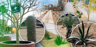 Desnivel de Colosio y Solidaridad promueve uso de especies nativas; reto es plantar árboles que den sombra y mayor vegetación: ambientalistas