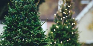 ¿Todavía tienes tu árbol de navidad? Ayuntamiento habilita centros de acopio en Hermosillo