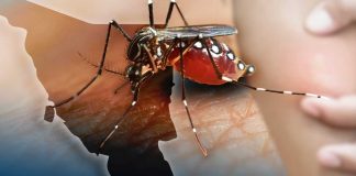 Lluvias y altas temperaturas disparan dengue en Sonora; fumigar y evitar agua estancada es clave, señalan especialistas