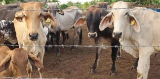 Confirman primer caso de gusano barrenador en el Edomex y emiten alerta sanitaria