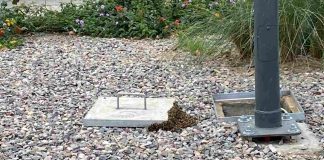 Ataque de abejas deja dos personas lesionadas en Centro de Hermosillo