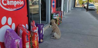 Convocan a participar en el tercer ‘Croquetón’ en Hermosillo Convocan a participar en el tercer ‘Croquetón’ en Hermosillo