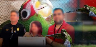 México recibe crías de loro frente blanca aseguradas en cruce ilegal a EEUU: Profepa