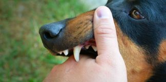 Alerta sanitaria en Veracruz: investigan primera muerte por posible rabia humana en 2026