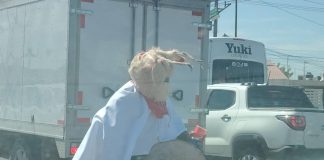 Fariseos empiezan a recorrer calles de Hermosillo y levantan ramadas en Coloso Alto tras inicio de la cuaresma