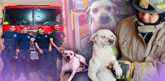 De vivir en las calles a convertirse en 'perro bombero': la historia del lomito 'Fenta' de la Costa de Hermosillo