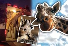 ¡Llega al Centro Ecológico nuevo integrante! Será una jirafa, confirma Alfonso Durazo ¡Llega al Centro Ecológico nuevo integrante! Será una jirafa, confirma Alfonso Durazo