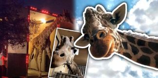 ¡Llega al Centro Ecológico nuevo integrante! Será una jirafa, confirma Alfonso Durazo
