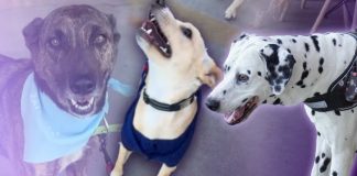 ¡Buscan un hogar! Invitan a participar en la Feria de Adopciones de perritos rescatados en Hermosillo