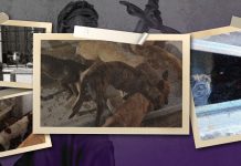 Desaparecen 7 perros tras denuncia por maltrato animal en Guaymas, señala rescatista Desaparecen 7 perros tras denuncia por maltrato animal en Guaymas, señala rescatista