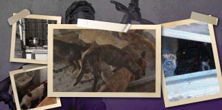 Desaparecen 7 perros tras denuncia por maltrato animal en Guaymas, señala rescatista Desaparecen 7 perros tras denuncia por maltrato animal en Guaymas, señala rescatista