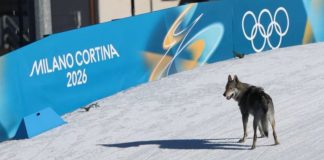 Se roba el show: Perro lobo cruza la meta en plena competencia de esquí de fondo en Juegos Olímpicos Invernales