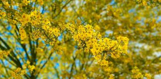 ¿Te gusta la fotografía? Ayuntamiento lanza concurso ‘Ciudad Árbol’ en Hermosillo; Te explicamos ¿Te gusta la fotografía? Ayuntamiento lanza concurso ‘Ciudad Árbol’ en Hermosillo; Te explicamos