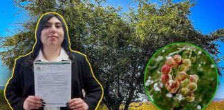 Guamúchil puede ayudar a combatir diabetes, revela investigación de estudiante de Sonora