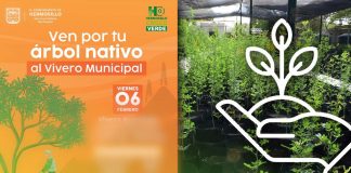 ¿Quieres un árbol gratis? Hermosillo anuncia donación de ejemplares nativos este viernes