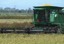 SADER concluye trámites del Programa Precio de Garantía para trigo en Sonora; más de 388 mdp llegarán a 1,678 productores