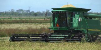 SADER concluye trámites del Programa Precio de Garantía para trigo en Sonora; más de 388 mdp llegarán a 1,678 productores