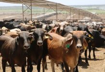 Refuerzan en Sonora medidas sanitarias para frenar riesgo del gusano barrenador; se incluyen apoyos financieros