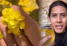 ¿Bebida con flor de palo verde? Influencer revela cómo prepararla