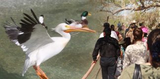 Reabren aviario del Centro Ecológico en Hermosillo: Estas son las especies que podrás ver