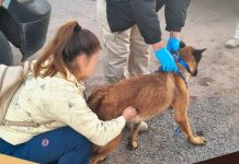 Cateo en Navojoa por maltrato animal permite rescatar a "Rambo", un perro pastor belga con desnutrición y deshidratación