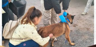 Cateo en Navojoa por maltrato animal permite rescatar a "Rambo", un perro pastor belga con desnutrición y deshidratación