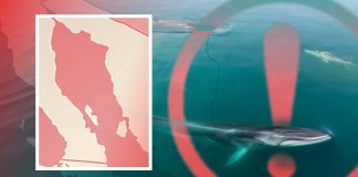Están en riesgo ballenas del Golfo de California y diversidad del "acuario del mundo" por megaproyecto de gasoductos