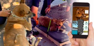 Estudiante de la Unison rescata a perrita con cáncer y comienza campaña en Hermosillo para salvarla: esta es su historia