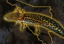 Descubren por primera vez ajolotes en Álamos, Sonora; científicos ven oportunidad para impulsar su conservación