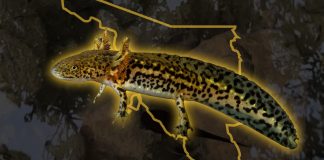 Descubren por primera vez ajolotes en Álamos, Sonora; científicos ven oportunidad para impulsar su conservación