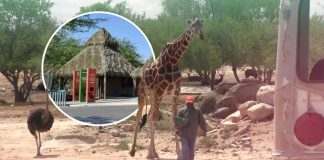 Centro Ecológico de Sonora se renueva para Semana Santa: estos son los horarios y nuevos atractivos