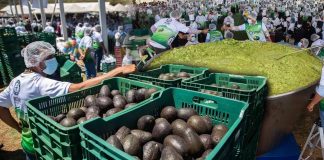 Capital del aguacate rompe récord Guinness con el guacamole más grande del mundo con más de 6.8 toneladas