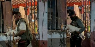 Rescatan a 42 perros en condiciones de abandono y maltrato dentro de una casa en Veracruz
