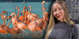 Influencer “La Yuca” podría sufrir multa tras alterar hábitat de flamencos en Yucatán
