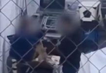 Detienen a veterinaria acusada de maltrato animal tras video viral en Nogales