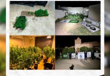 Aseguran invernadero clandestino con más de 200 plantas de marihuana en Magdalena, Sonora https://proyectopuente.com.mx/2026/04/02/incautan-221-plantas-de-marihuana-y-equipo-de-cultivo-en-invernadero-clandestino-de-magdalena-de-kino/