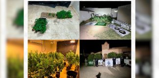https://proyectopuente.com.mx/2026/04/02/incautan-221-plantas-de-marihuana-y-equipo-de-cultivo-en-invernadero-clandestino-de-magdalena-de-kino/