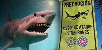 Alertan por tiburón de 4 metros frente a playas de Huatabampito, al sur de Sonora