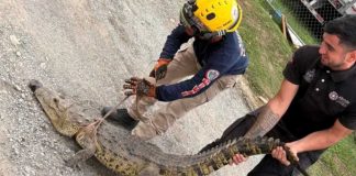 Hallan cocodrilo en plena calle en Nuevo León; autoridades sospechan cautiverio ilegal