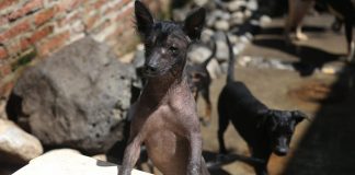 Cámara de Diputados aprueba crear el Día Nacional del Xoloitzcuintle en México