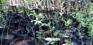 Invita Ayuntamiento a taller gratuito en Hermosillo para aprender a germinar árboles nativos